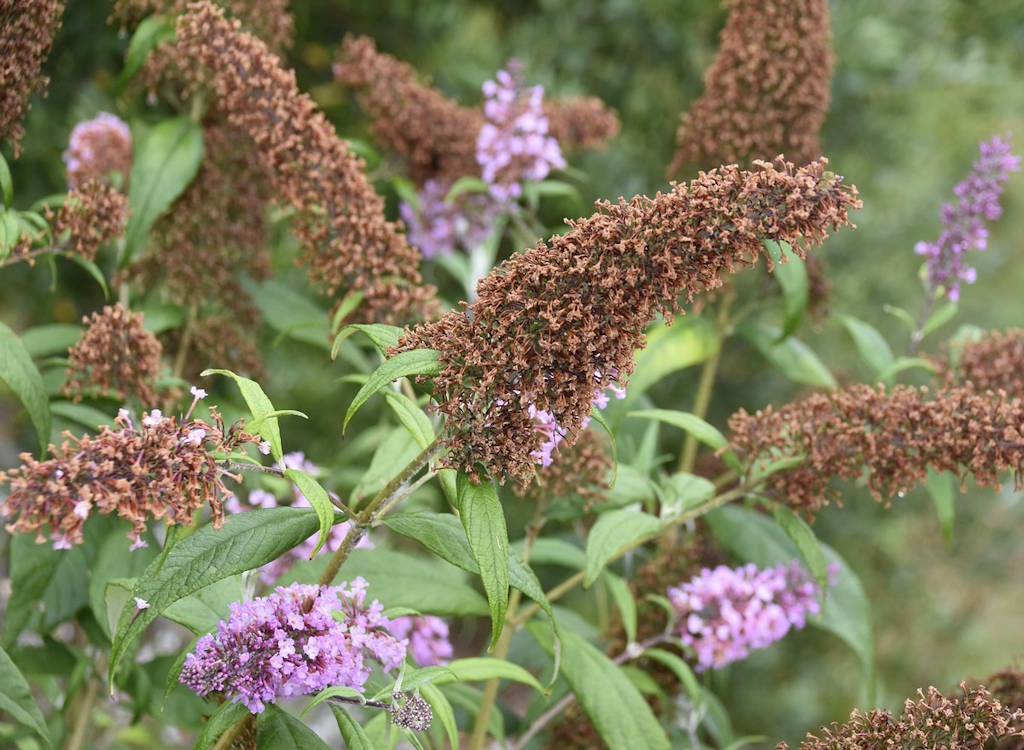 A buddleja with lots of old brown blooms still on the plant and ready for pruning.