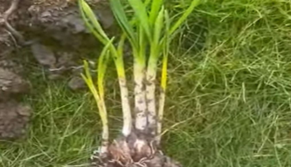 What ‘In the green’ bulb planting means