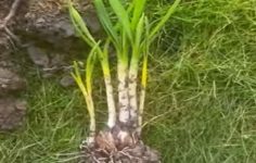 What ‘In the green’ bulb planting means