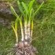 What ‘In the green’ bulb planting means