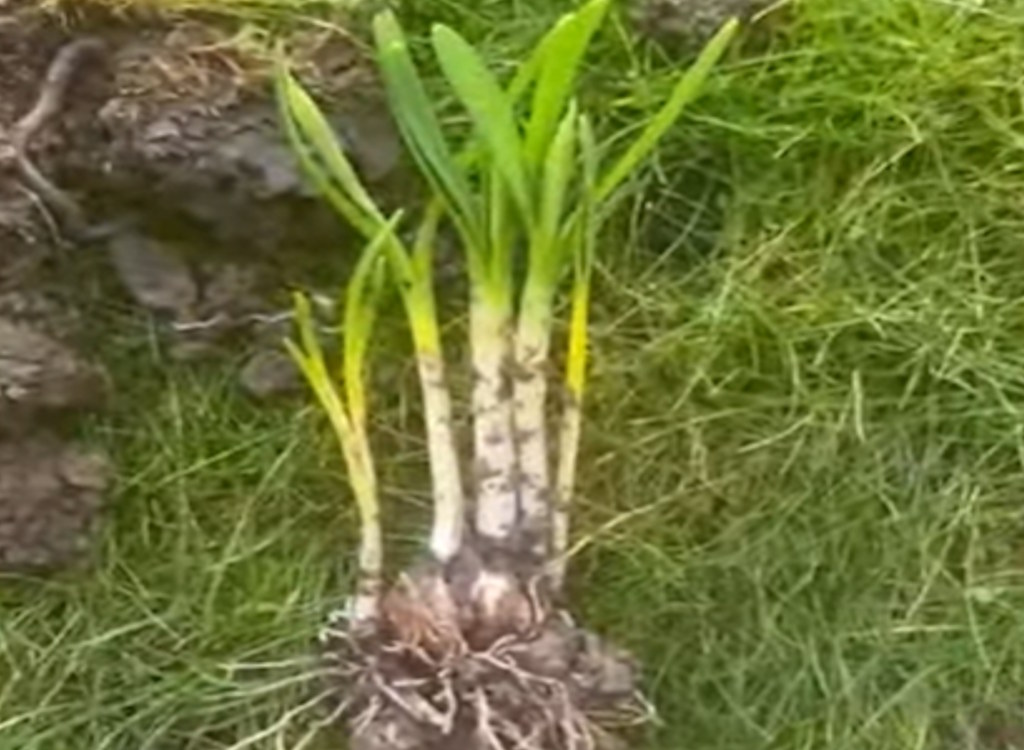 In the green bulbs dug up and ready for re-planting.