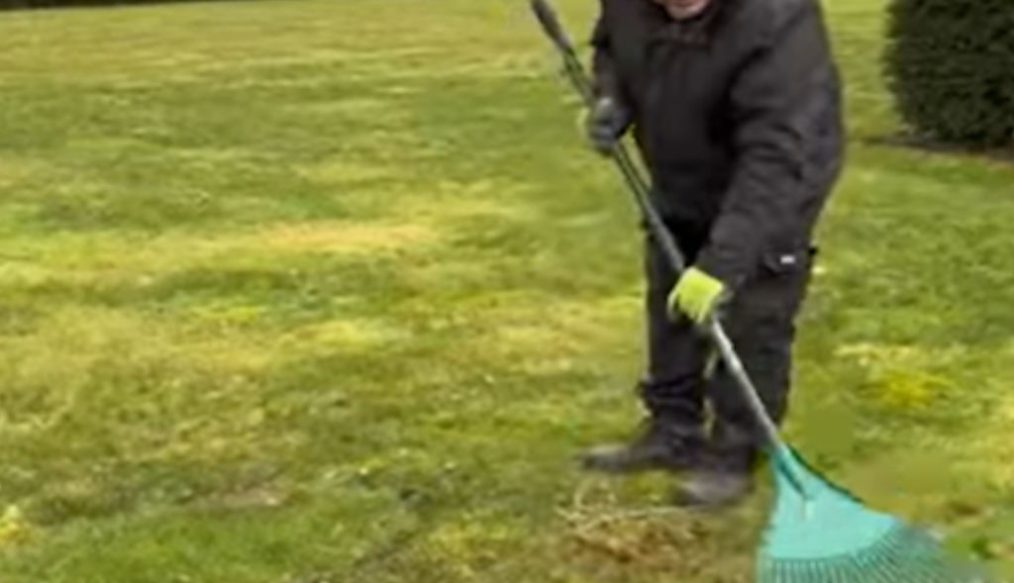 Raking over turf patching to remove stones