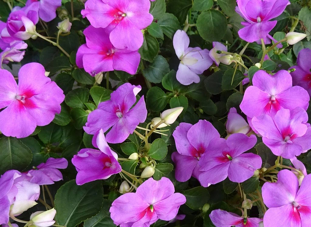 Busy lizzies with pink blooms.