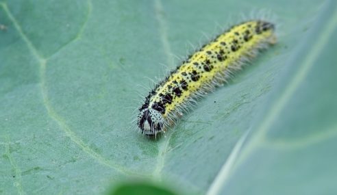 Cabbage white butterflies