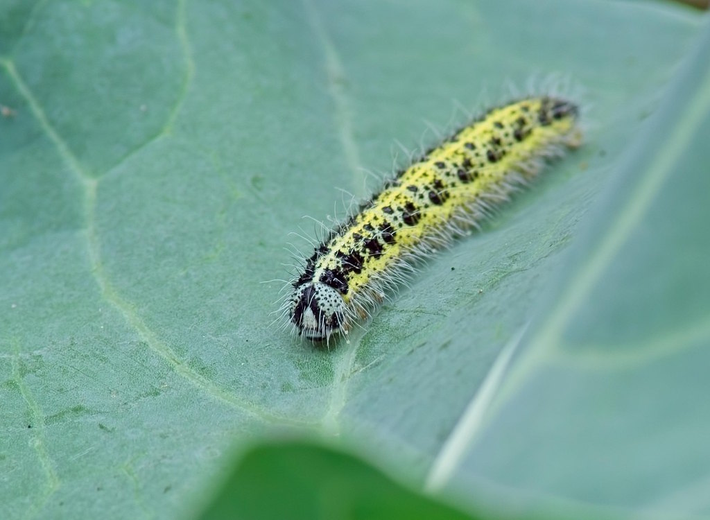 A single caterpillar of the cabbage white butterfly on a brassica.