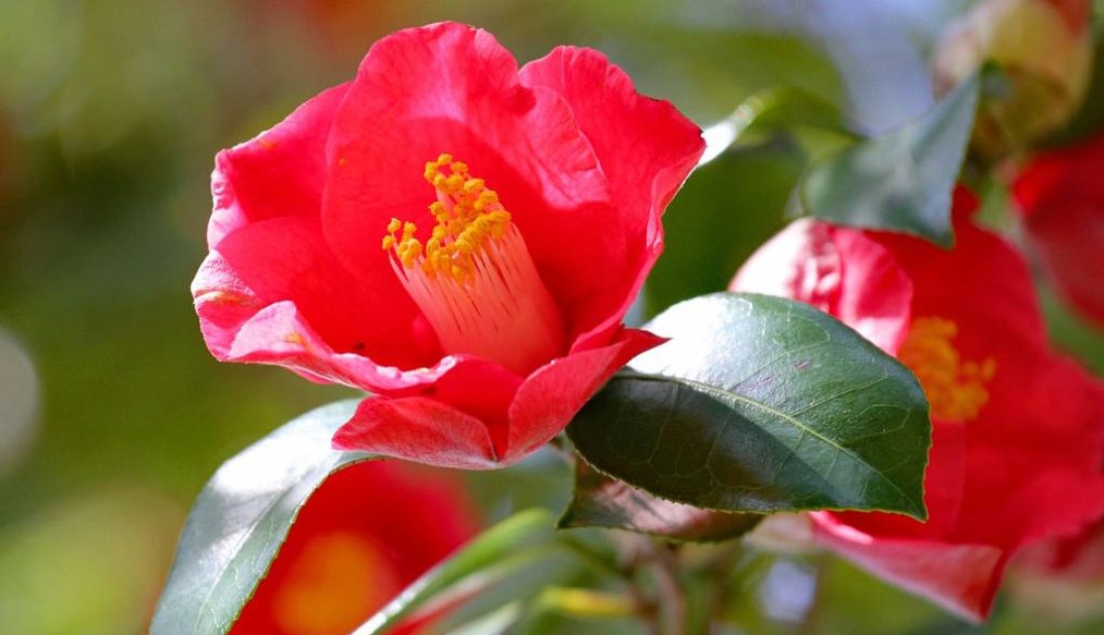 Brown buds on a camellia