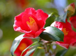 Brown buds on a camellia