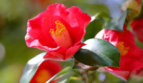 Brown buds on a camellia