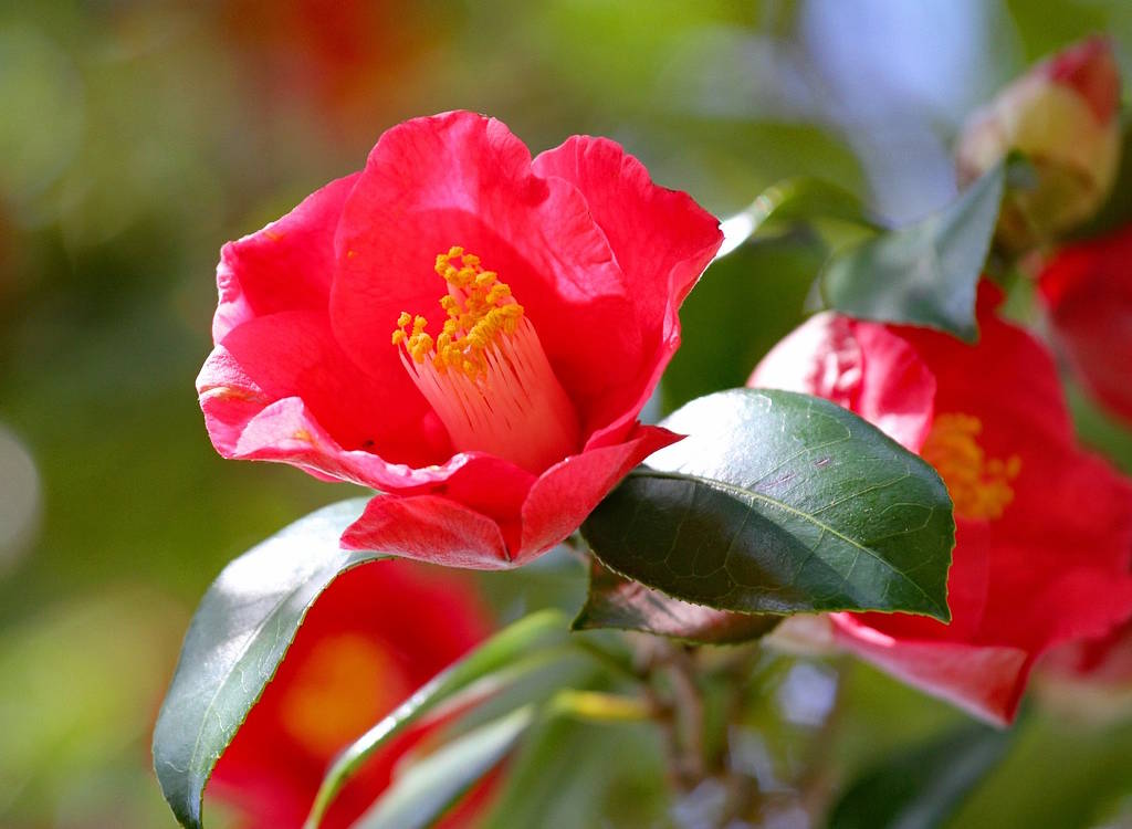 A pink camellia flower.