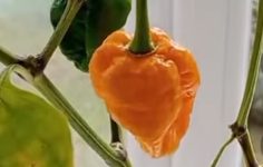 Tim grows the world’s HOTTEST 🥵chili pepper