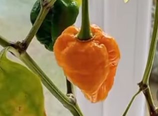 Tim grows the world’s HOTTEST 🥵chili pepper