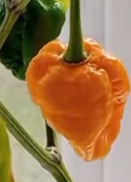 Tim grows the world’s HOTTEST 🥵chili pepper