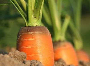Carrots with black markings