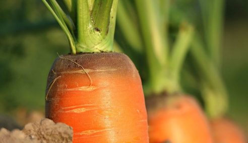 Carrots with black markings