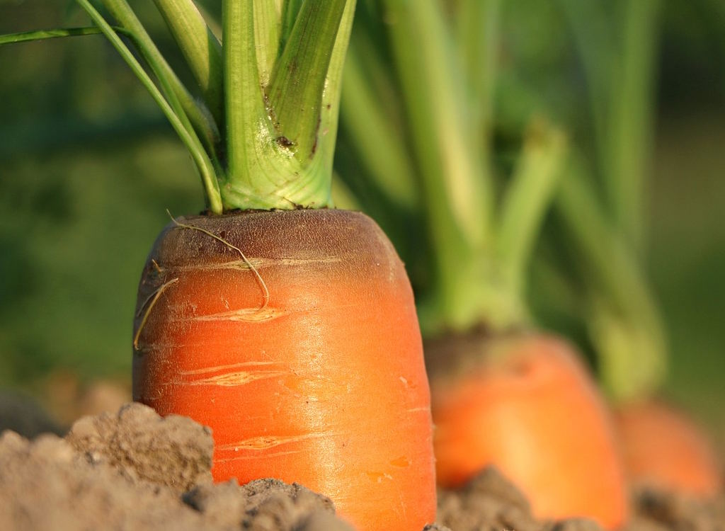 Carrots with black markings