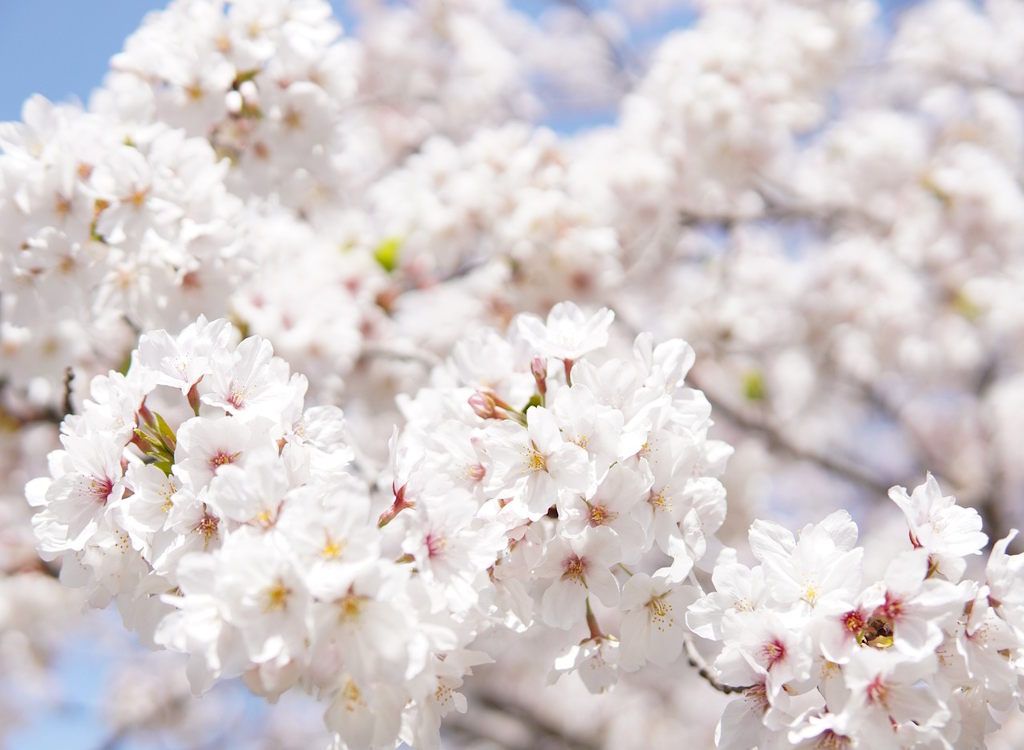 White cherry blossom on  a tree.