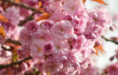 Cherry blossoms bursting out at Barnsdale Gardens