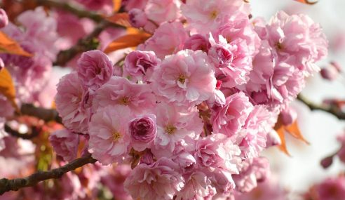 Cherry blossoms bursting out at Barnsdale Gardens