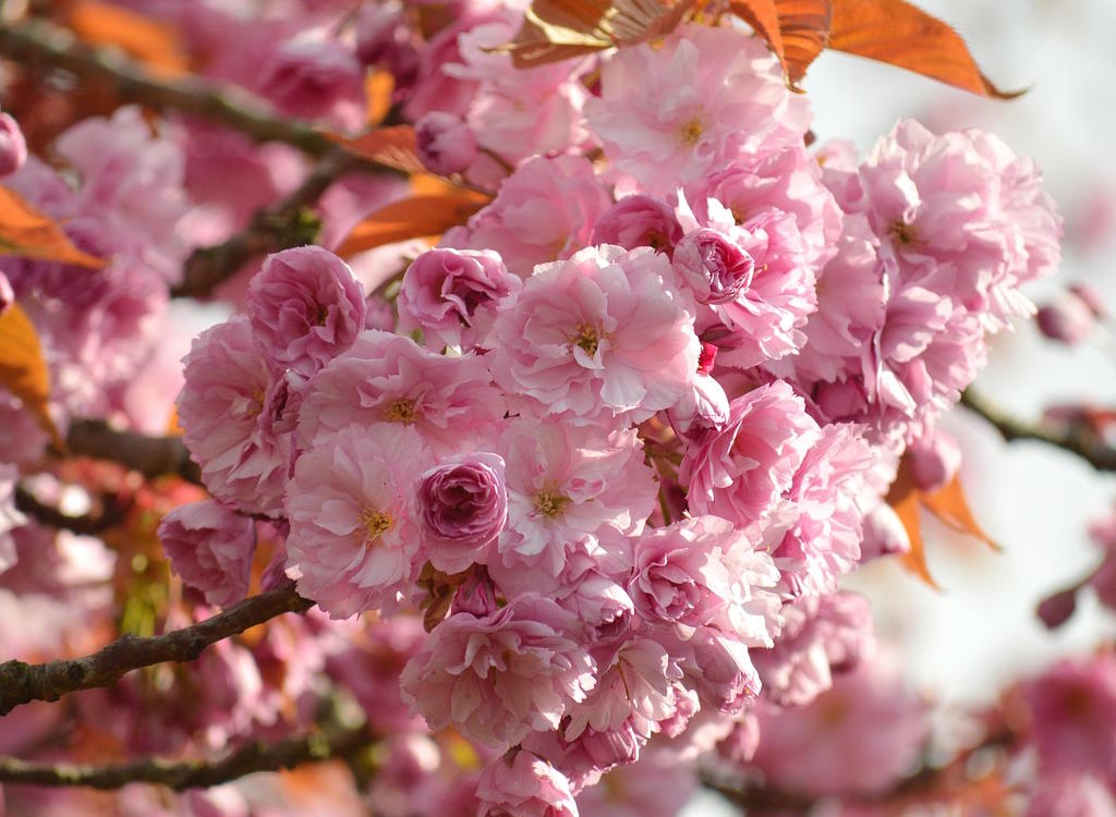 Pink cherry blossom in bloom.