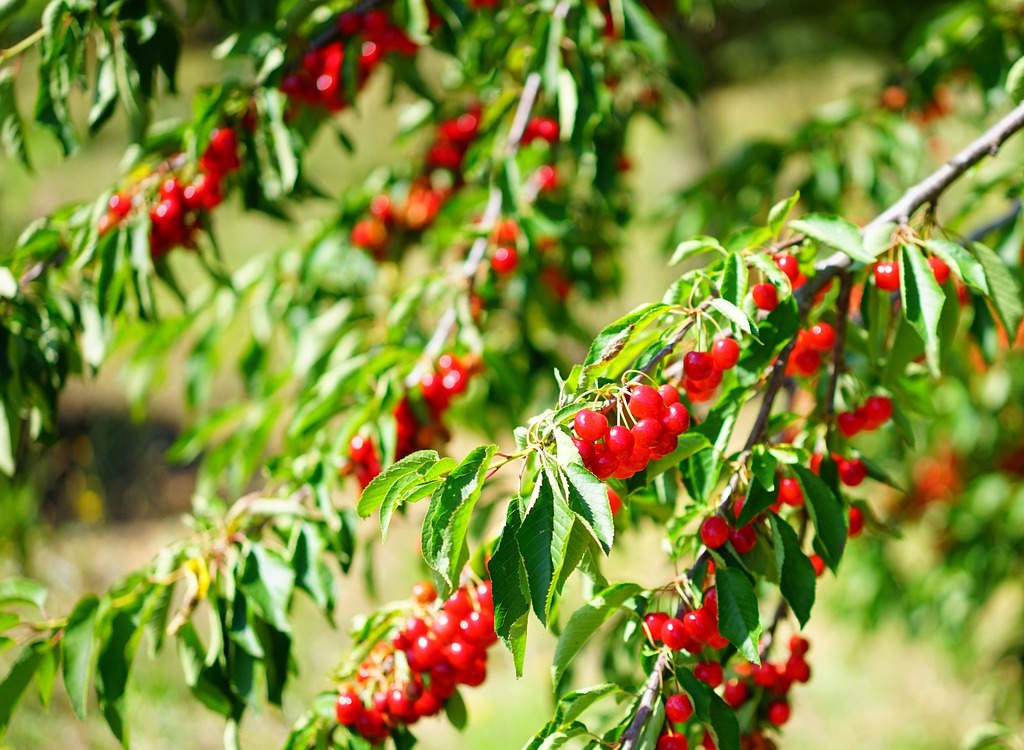 Cherries on a cherry tree in summer.