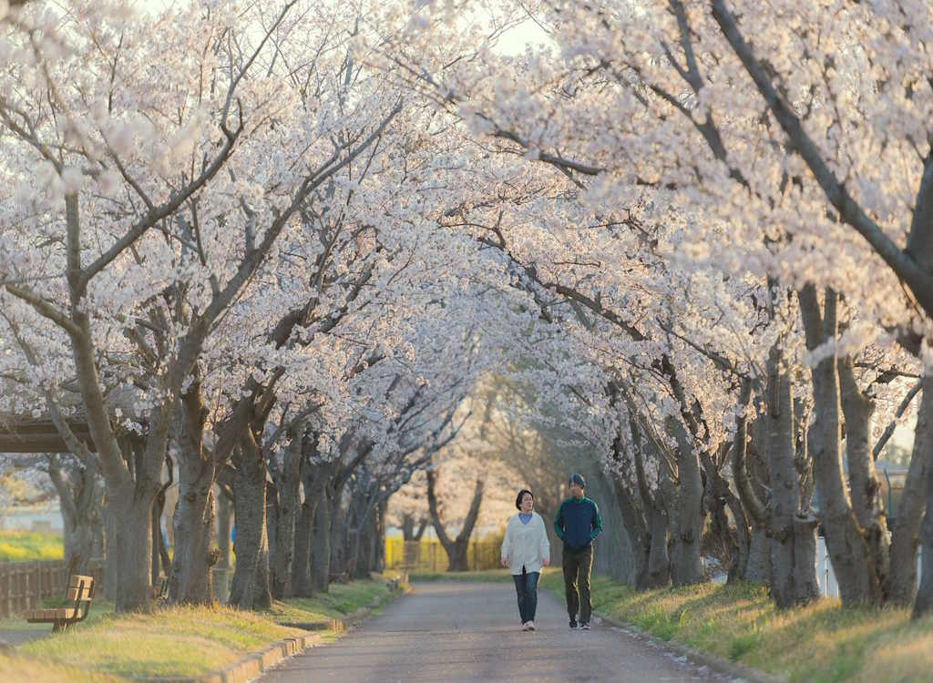 An avenue of cherry tree blossom. 