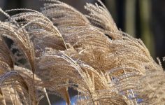 Winter colour from ornamental grasses