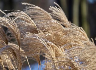 Winter colour from ornamental grasses