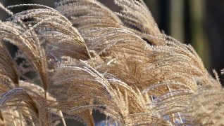 Winter colour from ornamental grasses