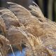 Winter colour from ornamental grasses
