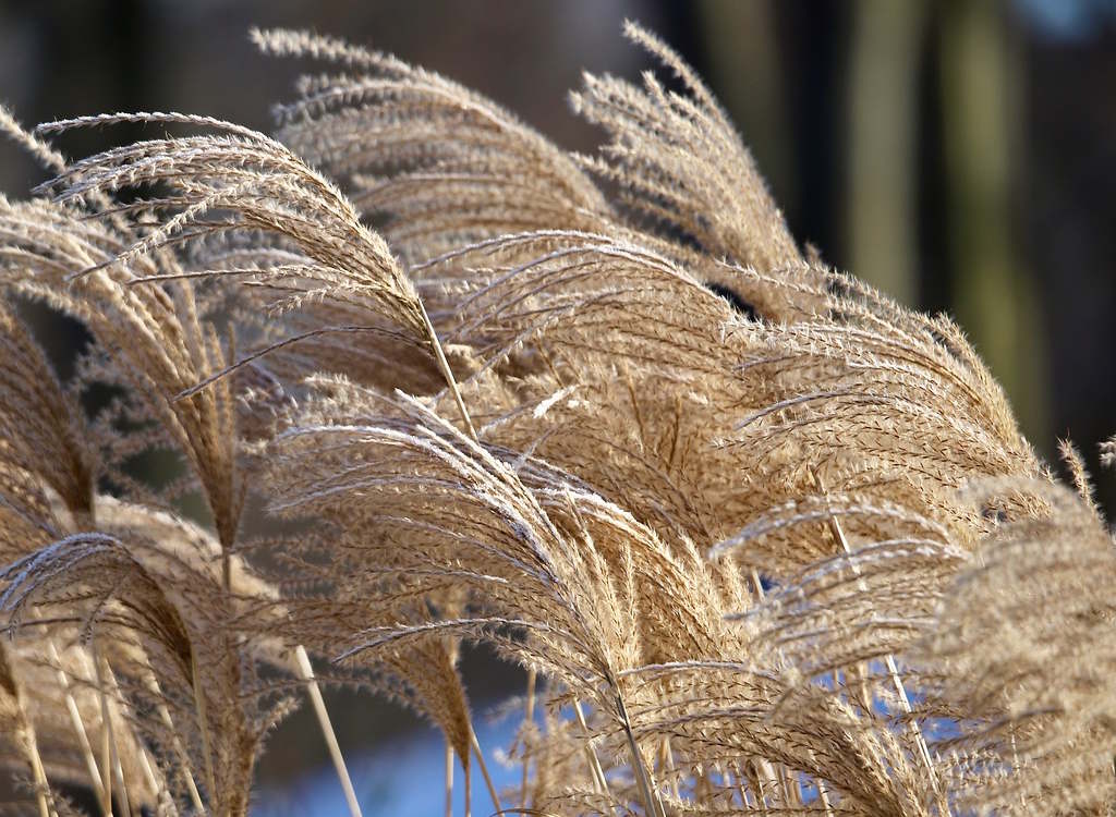 Chinese reed growing in a garden.