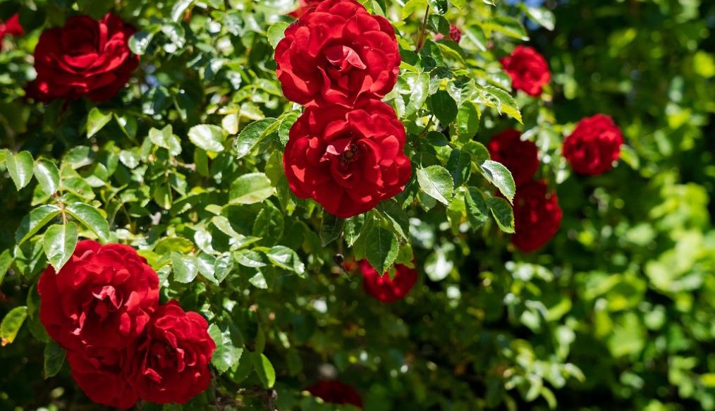 How to prune and care for a rambling or climbing rose during winter