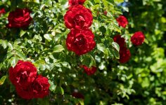 How to prune and care for a rambling or climbing rose during winter