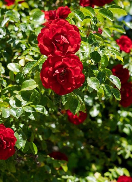 How to prune and care for a rambling or climbing rose during winter