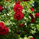 How to prune and care for a rambling or climbing rose during winter