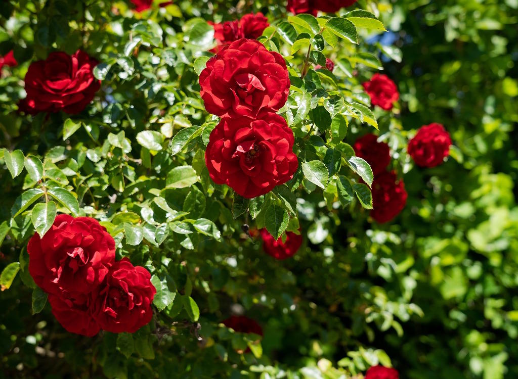 A climbing red rose.