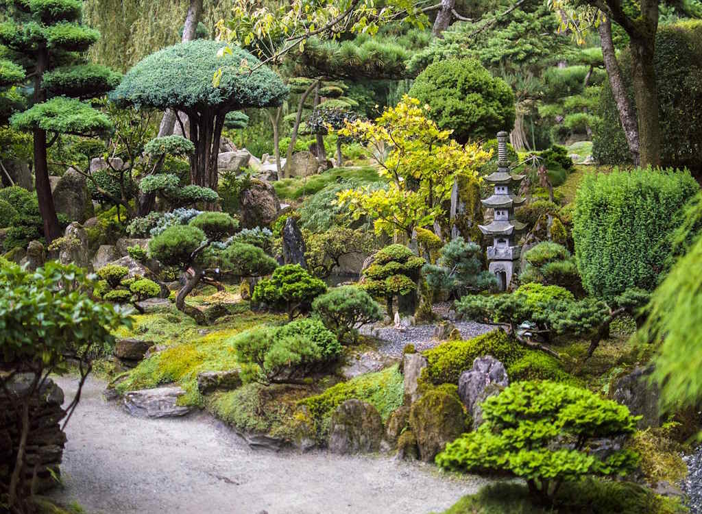 Conifers in a Japanese garden cloud pruned.