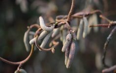 Pruning contorted hazel trees