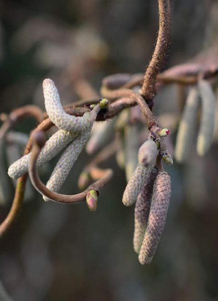 Pruning contorted hazel trees