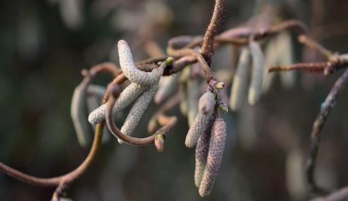 Pruning contorted hazel trees