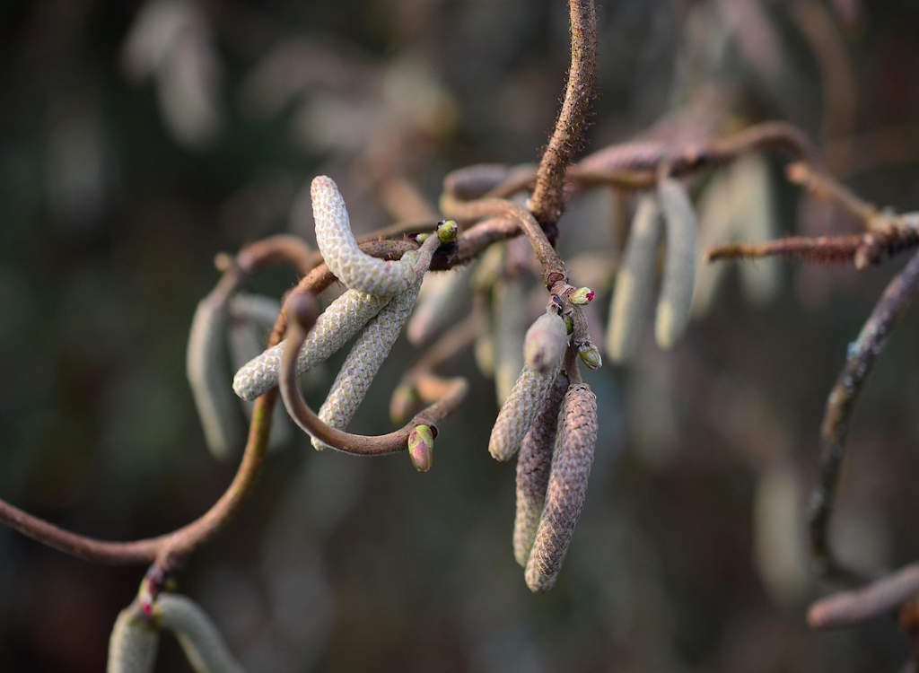 Corkscrew hazel tree.