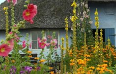 The Cottage Garden Society Chair – Sue Clarke