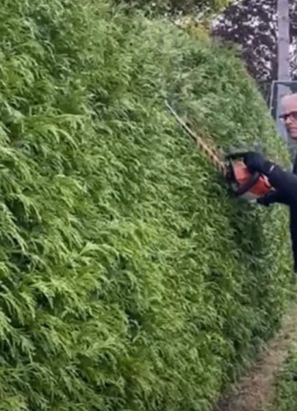 Thuja hedge cutting with Ken Crowther