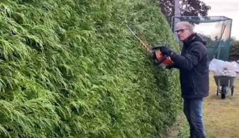 Thuja hedge cutting with Ken Crowther