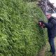 Thuja hedge cutting with Ken Crowther