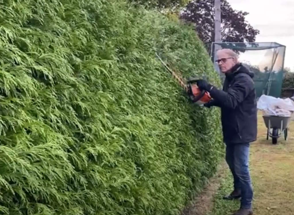 Ken cuts a thuja hedge with a battery powered trimmer.