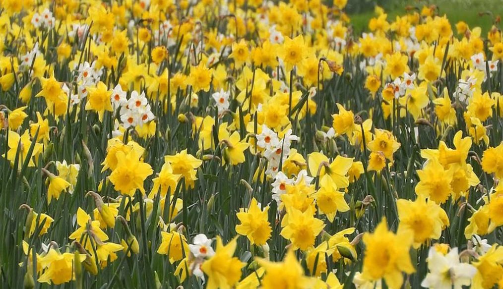 Daffodil bulbs from Cornwall