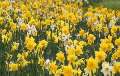 Daffodil bulbs from Cornwall