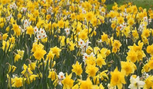 Daffodil bulbs from Cornwall