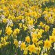 Daffodil bulbs from Cornwall