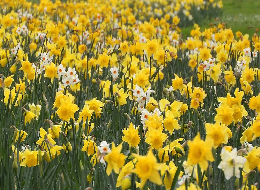 A field of daffodils.